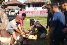 Klaim Stok Hewan Kurban di OKU Timur Aman