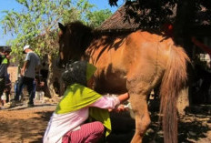 5 Manfaat Susu Kuda Liar untuk Kesehatan, Bisa Turunkan Kolesterol