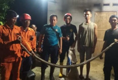 Amankan Ular Sanca Kembang Sepanjang 2 Meter 