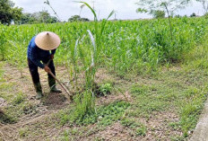 Berani Sewa Lahan Terbengkalai, Buktikan Jagung Bisa Jadi Sumber Penghasilan