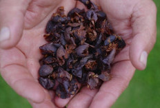 Cascara: Si Kulit Kopi yang Kaya Manfaat untuk Tubuh