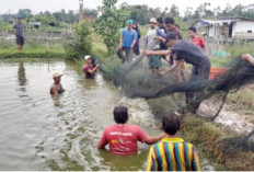 Rawa Mati Disulap Jadi Ladang Rezeki, Panen 3,5 Ton Ikan Patin