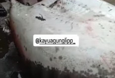 Geger Temuan Ikan Pari Raksasa 86 Kg
