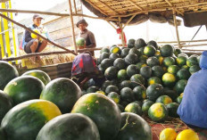 Petani Semangka Sumringah Harga Meingkat selama Puasa