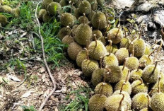 Mulai Musim Durian