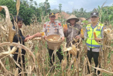 Lahan Binaan Polres OKU Hasilkan 4,5 Ton Jagung