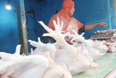Harga Telur dan Ayam Stabil