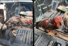 Sepuluh PEmain Sabung Ayam Ditangkap Polisi