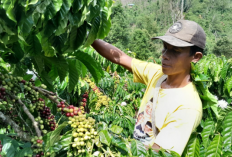 Harga Kopi Turun, Petani Pilih Simpan Hasil Panen