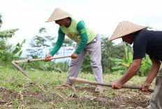 Konflik Belasan Tahun Berakhir, Sertipikat Redistribusi Tanah Buka Jalan Pemulihan Ekonomi Desa Soso