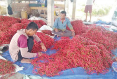 Harga Cabai Merah Anjlok, Cuma Rp10 Ribu per kg