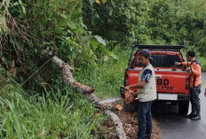 Ganggu Lalulintas, Bersihkan Material Tanah Longsor