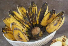 9 Manfaat Luar Biasa Pisang Kepok