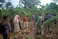 Gajah Liar Resahkan Warga, Pemerintah OKU Selatan Ambil Tindakan Cepat