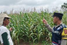 Dukung Ketahanan Pangan, Tinjau Tanaman Jagung Warga