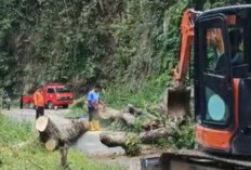 Gerak Cepat Tangani Longsor dan Pohon Tumbang di Buay Sandang Aji