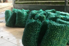 Harga Jeruk Nipis di OKU Tembus Rp6 Ribu Per Kilogram