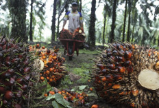 Harga Sawit di Kabupaten OKU Naik