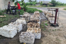 Petani Mengeluh, Harga dan Hasil Produksi Karet Terus Menurun