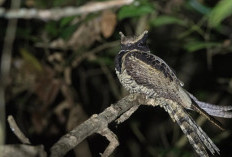  Inilah Burung yang Mirip Naga, Great Eared Nightjar!