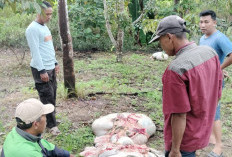 Polisi Bekuk Kawanan Spesialis Pencuri Hewan Ternak