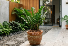 ZZ Plant si Tanaman Anti Mati Cocok Buat Kamu yang Pelupa Siram, Ini Tips Rawatnya