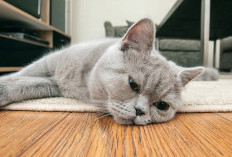 10 Ciri Kucing Stres yang Wajib Diketahui Pemilik