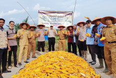 8 Ton Jagung di Lahan 3 Hektare Dipanen