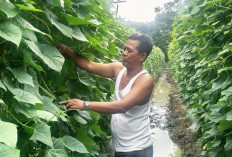 Panen Bisa Capai 6 Ton per Hari