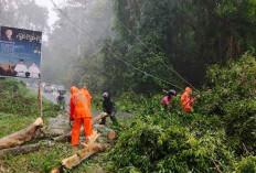 Imbau Masyarakat Waspada Pohon Tumbang