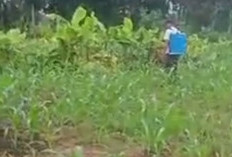 Petani Mengeluh, Tanaman Jagung Diserang Ulat