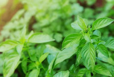 Rahasia Daun Kemangi, Lalapan Favorit Masyarakat