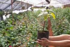 Tanaman Buah yang Cocok Ditanam di Polybag untuk Iklim Tropis Indonesia
