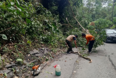 BPBD OKU Selatan Gerak Cepat Evakuasi Pohon Tumbang di Simpang Sender Utara