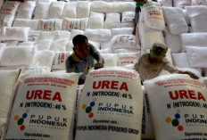 Pemkab OKU Selatan Pastikan Kebutuhan Pupuk Subsidi 2025 Terpenuhi