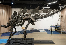 Fosil Stegosaurus Termahal di Dunia Terjual Rp678 Miliar