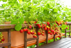 Sulap Balkon Jadi Kebun Mini, Ini 5 Tanaman yang Mudah Dirawat