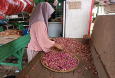 Harga Bawang Merah Melonjak Capai Rp60 Ribu Per Kilogram