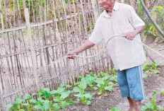 Manfaatkan Pekarangan, Tanam Sawi Mampu Bantu Penuhi Kebutuhan Dapur