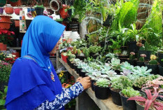 Tak Punya Lahan Luas? Ini Peluang Bisnis Tanaman yang Tetap Cuan