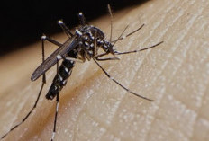 Kenali Nyamuk Aedes aegypti: Ciri, Habitat, dan Cara Efektif Mencegahnya