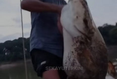 Ikan Tapa Sepanjang 1,5 Meter Ditangkap Nelayan