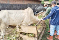 Periksa Kesehatan dan Kesesuaian Hewan Kurban