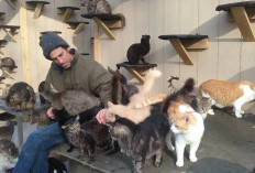 Pendiri Happy Cat Sanctuary Meninggal dalam Kebakaran Tragis, Lebih dari 100 Kucing Juga Jadi Korban
