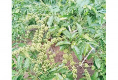 Pilih Jual Kopi ke Luar Daerah