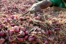 Cukup Pakai Bahan Bumbu Dapur Ini Untuk Usir Hama dan Penyakit Pada Tanaman Cabai