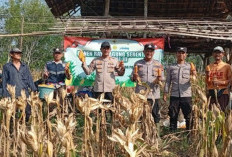 Jaga Ketahanan Pangan Nasional, Lakukan Panen Raya Jagung