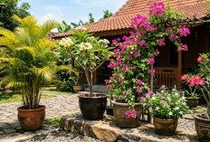 5 Tanaman Hias Outdoor Tahan Panas untuk Rumah di Palembang