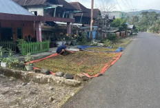Harga Kopi Turun, Petani Merenung