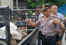 Rayap Besi” Rel PT KAI di OKU Diciduk Polisi
